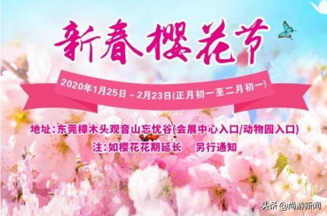 鼠你好看 春节来广东观音山体验樱花节