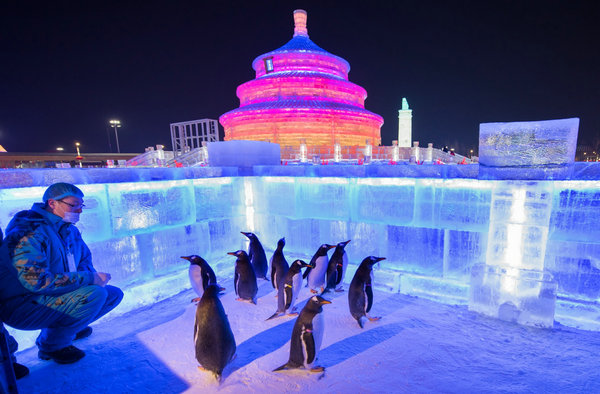 极地企鹅做客冰雪大世界 快来邂逅萌宝