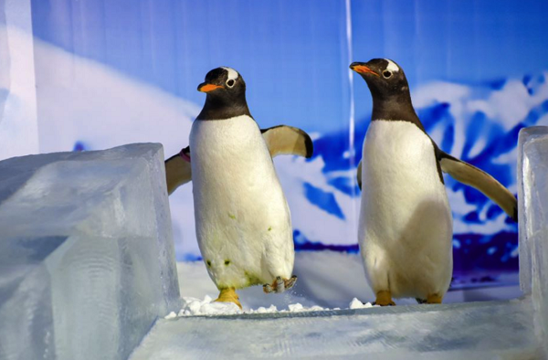 极地企鹅做客冰雪大世界 快来邂逅萌宝