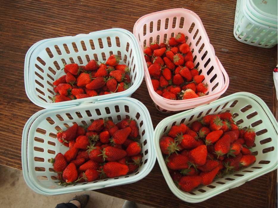 京郊兴寿草莓基地