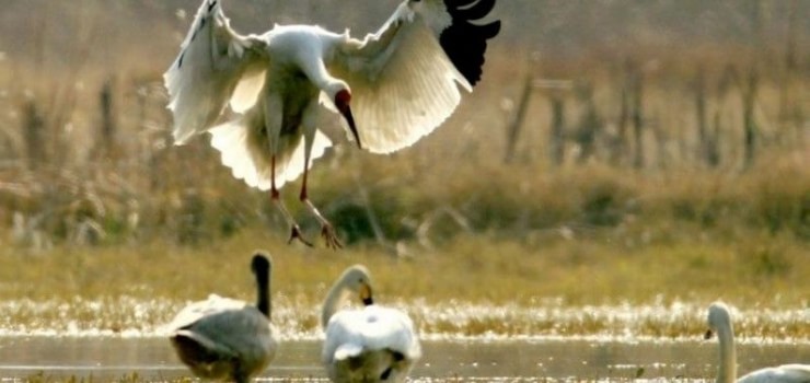 鄱阳湖候鸟保护区